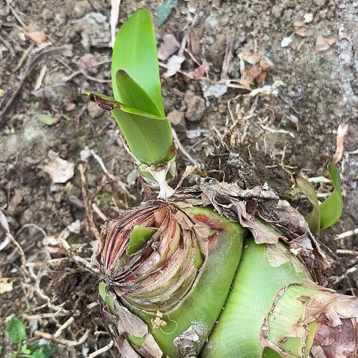 杂交19号开花不售后双胞胎