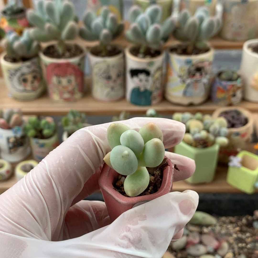 加菲猫哈哈哈哈哈哈哈207