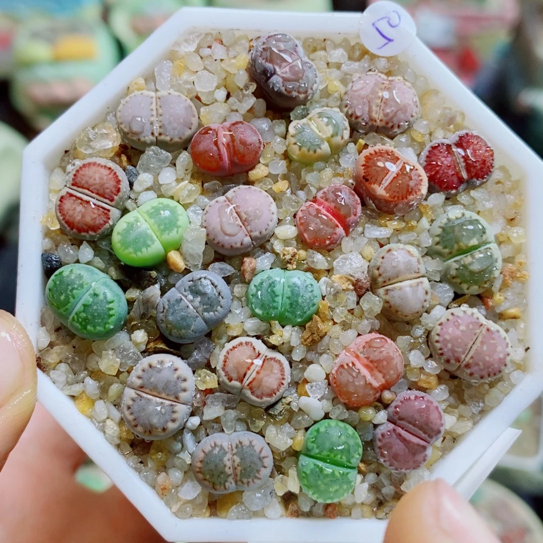 生石花花花哈哈哈哈哈哈946