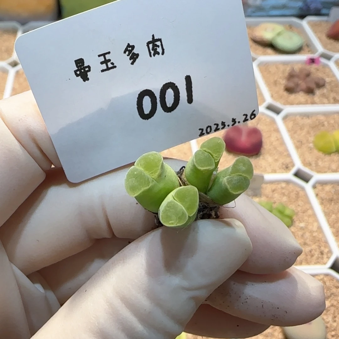 S****?多肉多肉多肉5.26-001