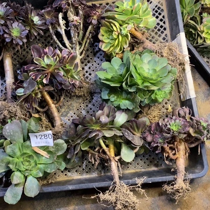 8颗多肉断头不包1280