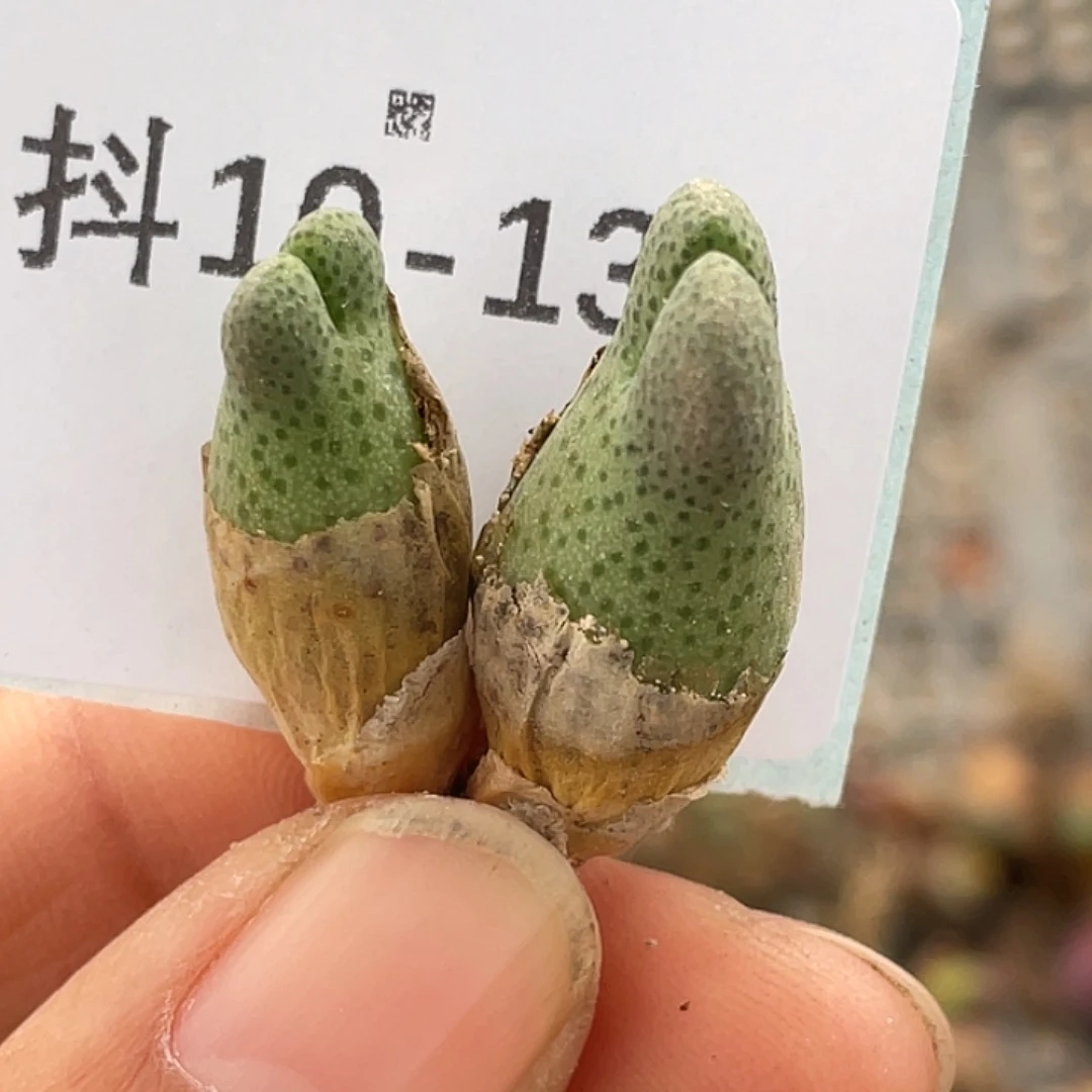 10-139斑马955d肉锥