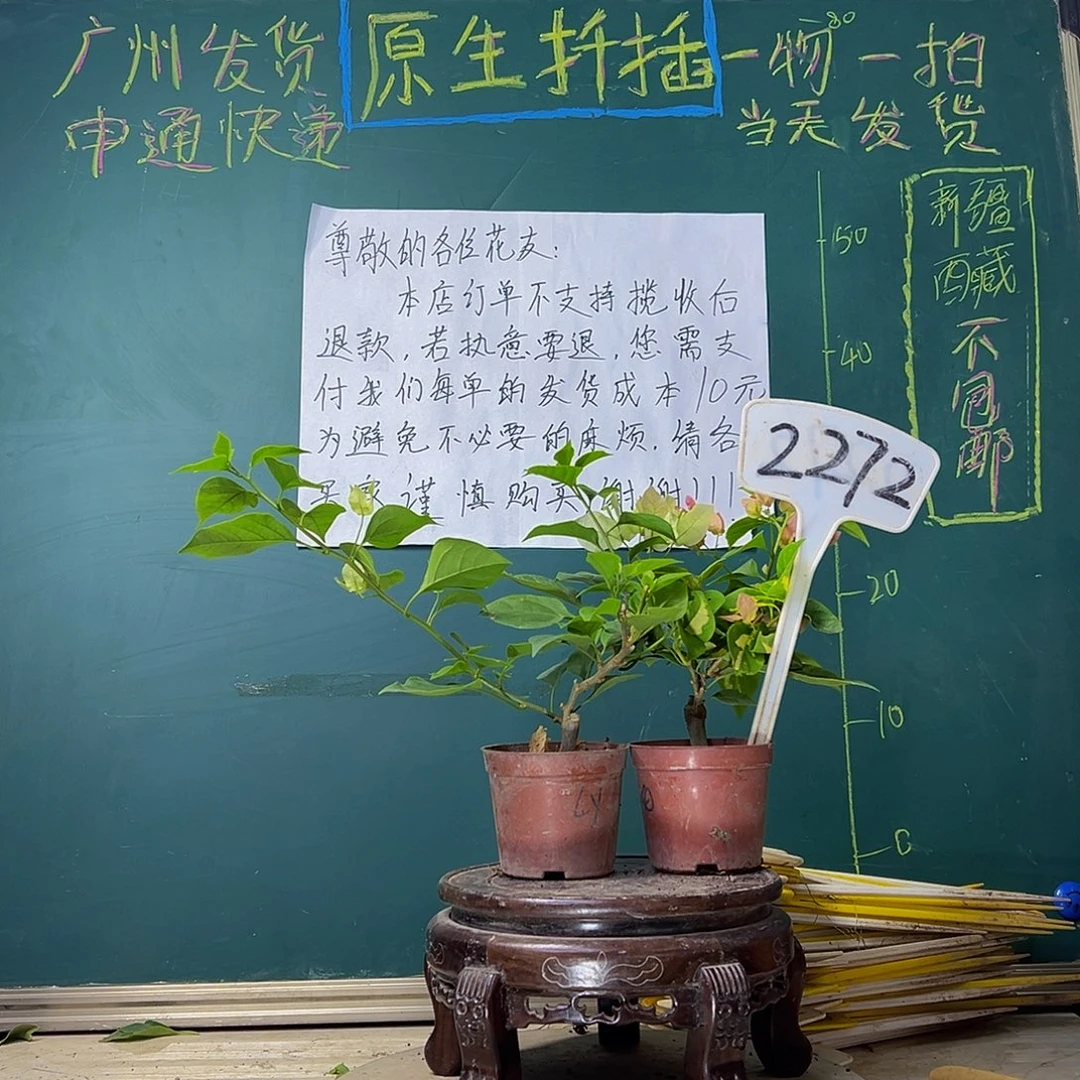 当前无花栽培后可以开花绿樱掌中宝 橙白橙粉同株掌中宝2272