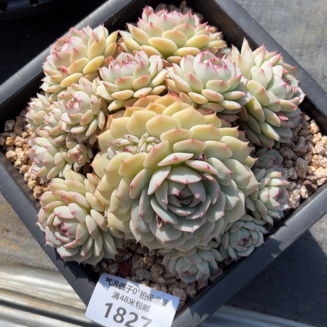 爱**1827甘草船长多肉