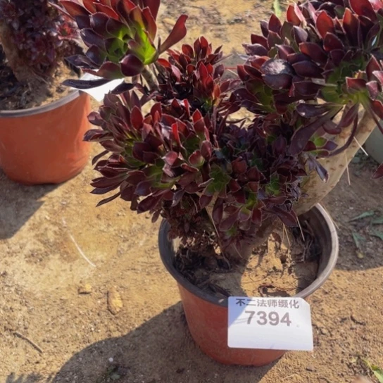 7394，黑法师缀包邮