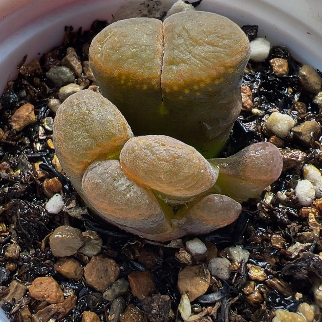 652多肉植物种类和