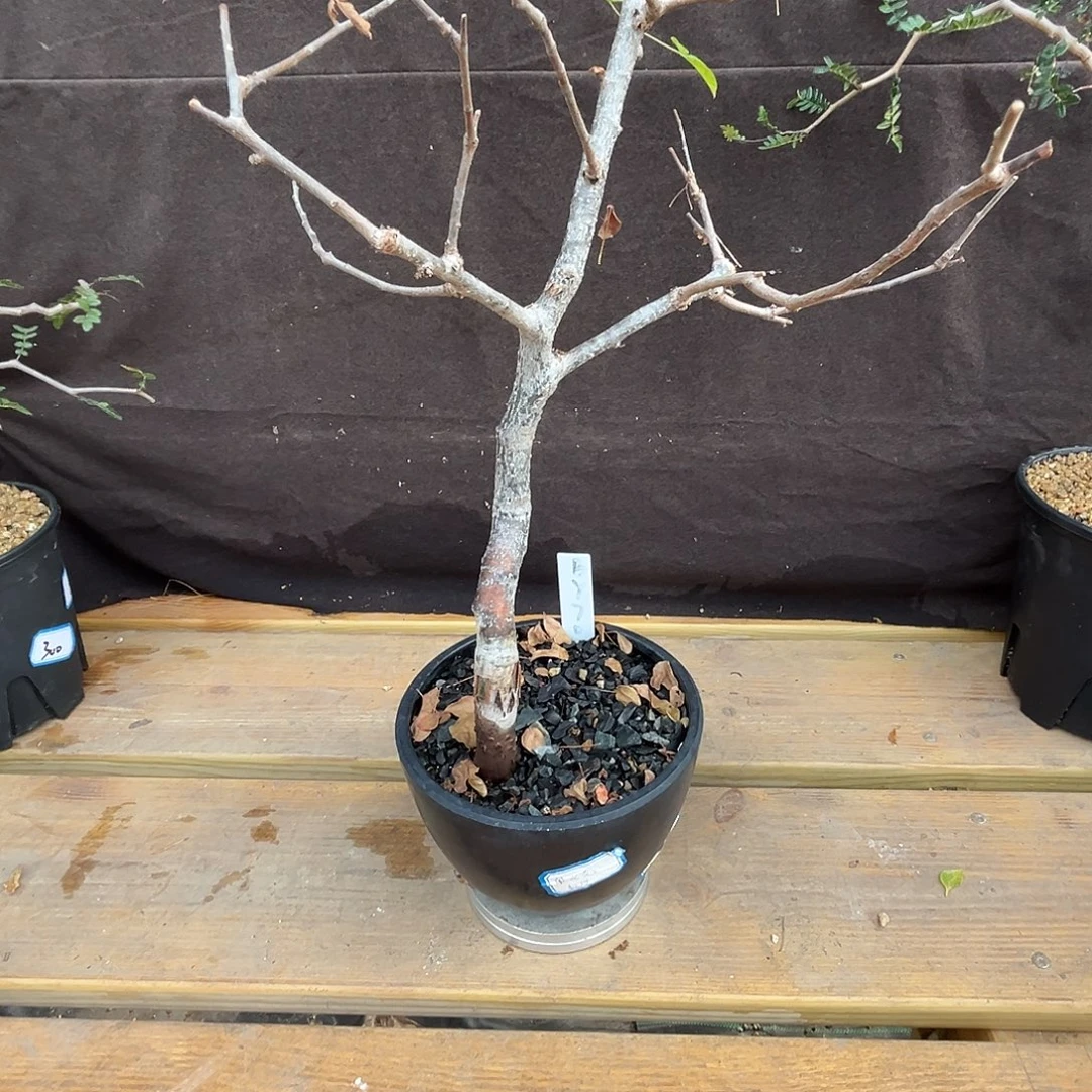 汤圆植物奥比克橄榄