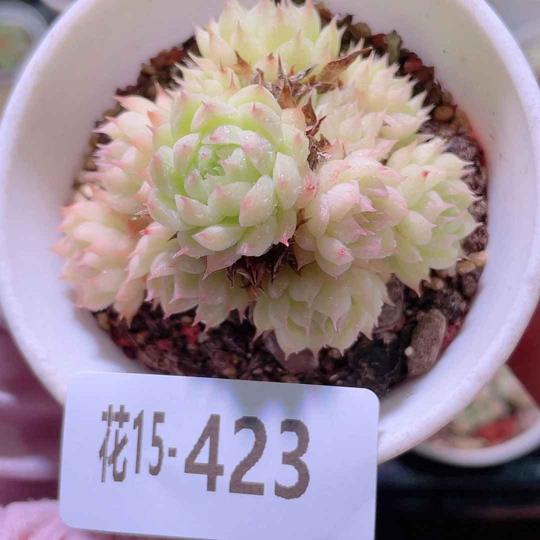 花利美15-423海王
