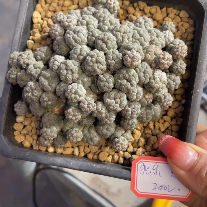 独**乐足球团扇仙人球