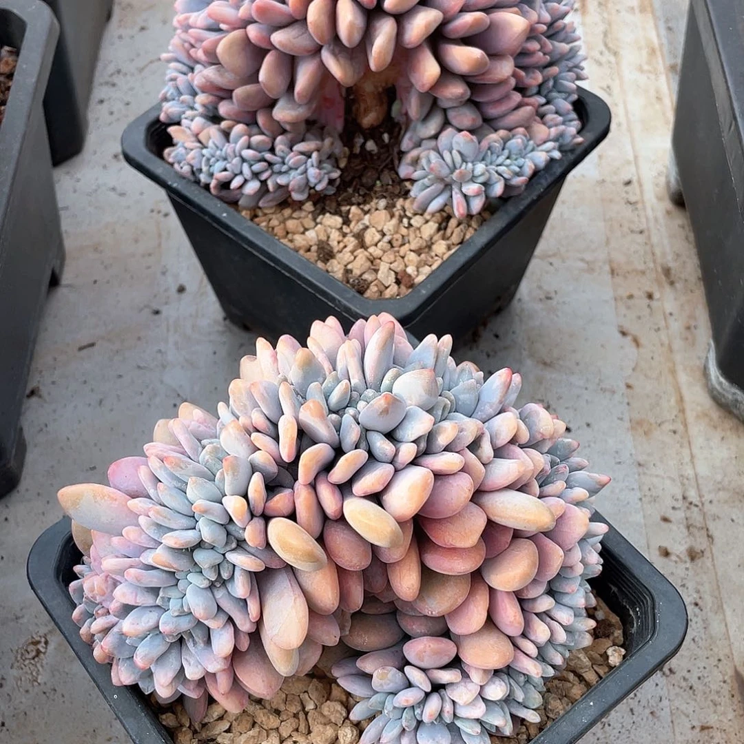 粉兔缀化精控14厘米可挑