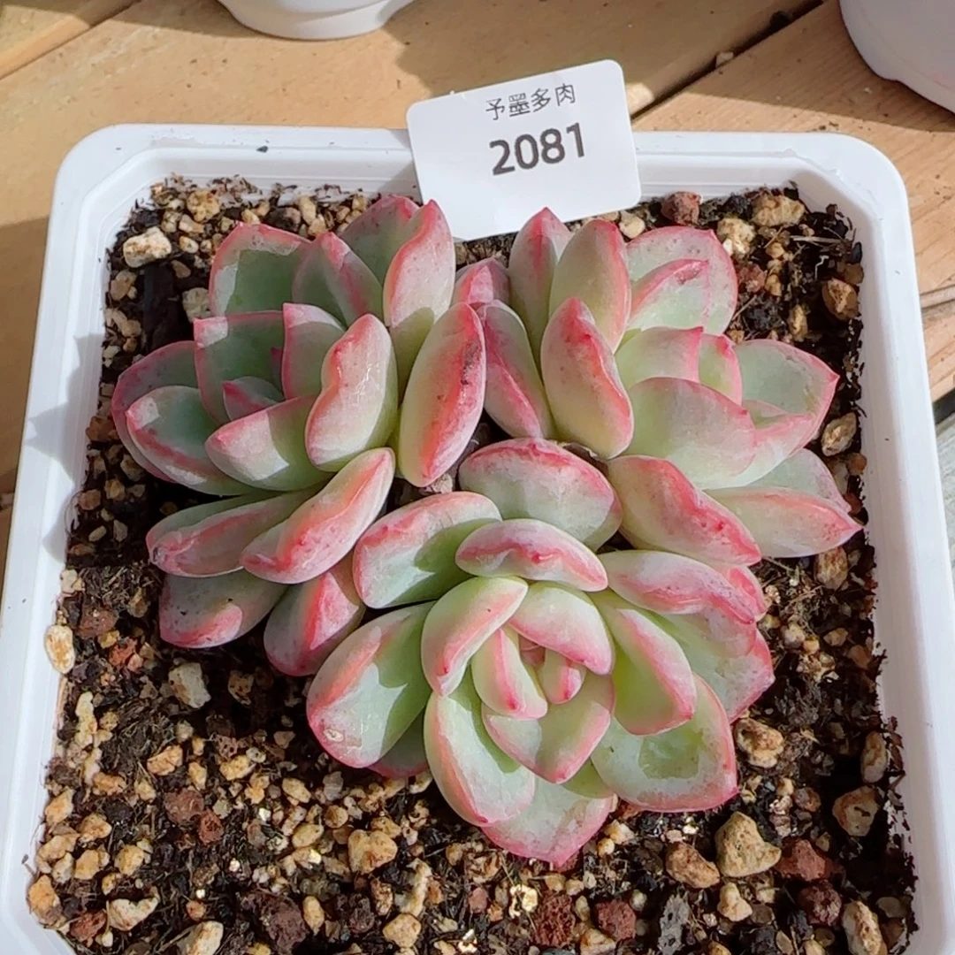 泡芙无砍，2081多肉植物