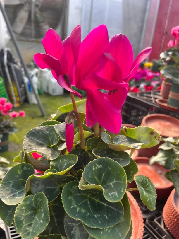 【妖精紫大花（120）】仙客来带花带花苞发货室内盆栽