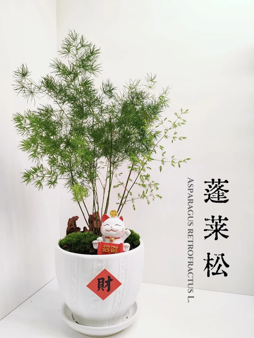 【蓬莱松】盆栽室内外阳台桌面办公室客厅四季翠绿净化空气小盆景