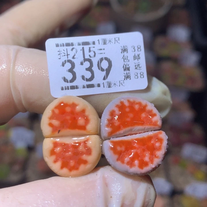 精品生石花215.339