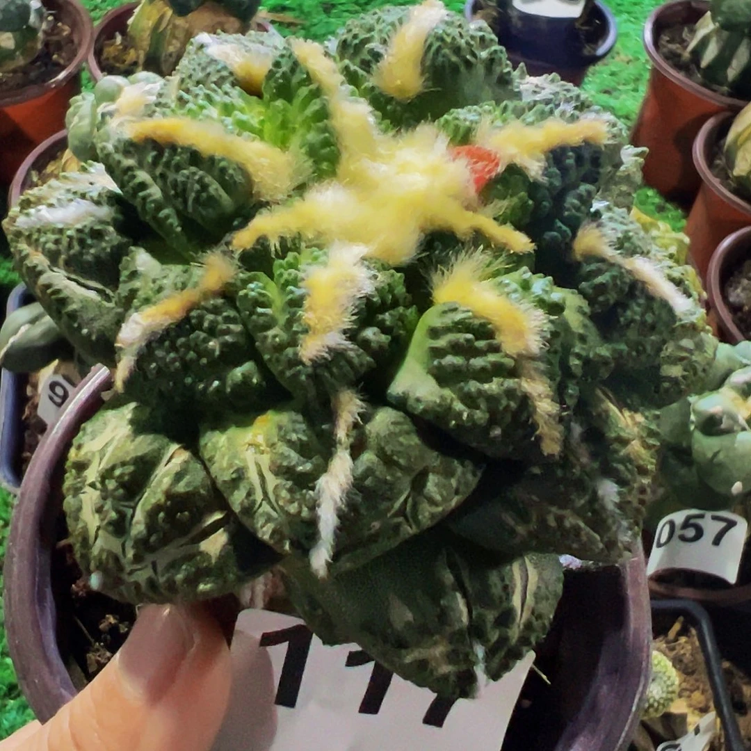 随***缘无花朵福利龟甲牡丹117