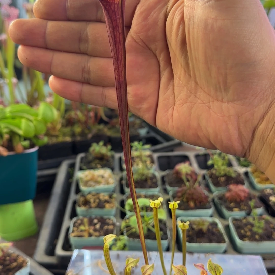 完全开放F21瓶子草