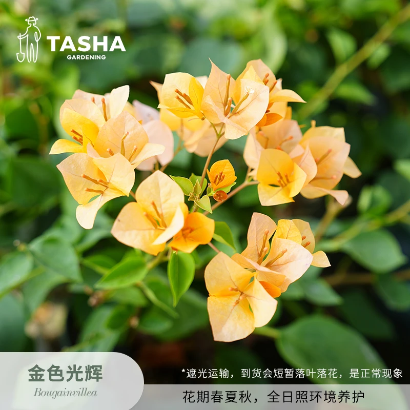 塔莎的花园三角梅金色光辉勤花丰花阳台盆栽阳台花卉开花