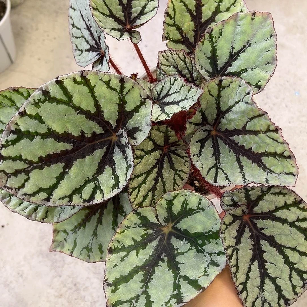 完全开放费多尔银元秋海棠