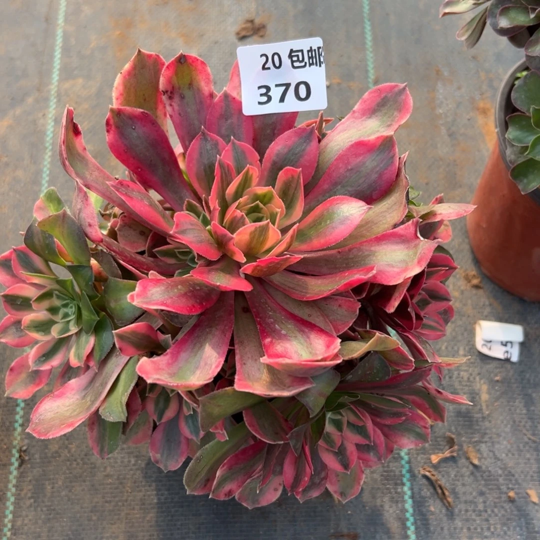 370女妖，满20包邮嘟叮熊