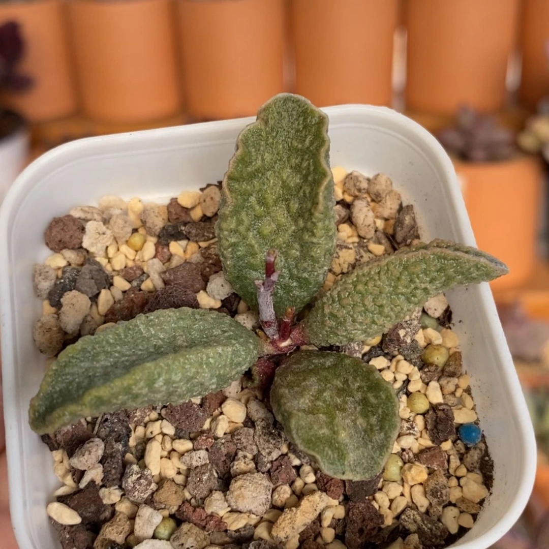 【闪购商品】龙葵水泡