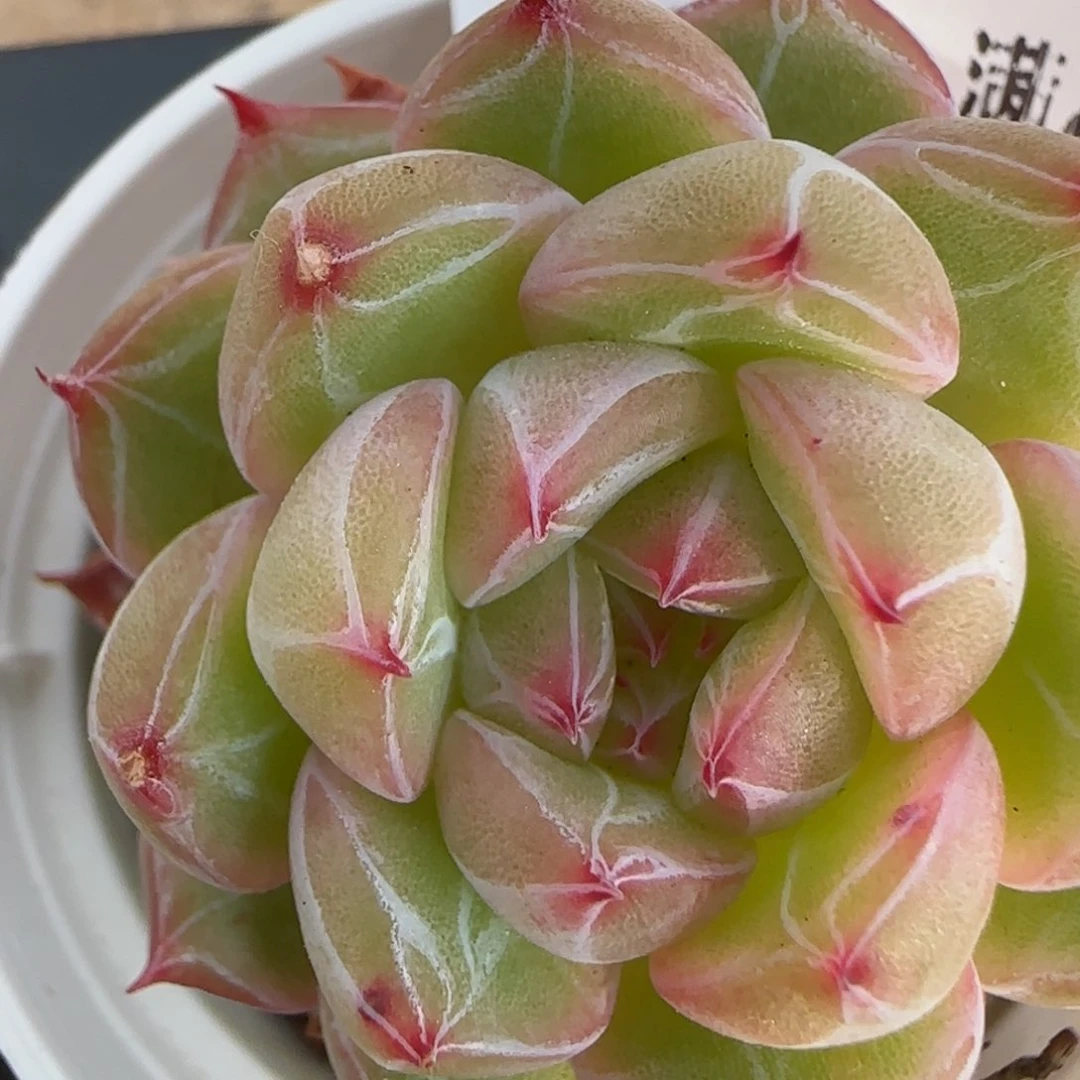 花语逸境0130-146