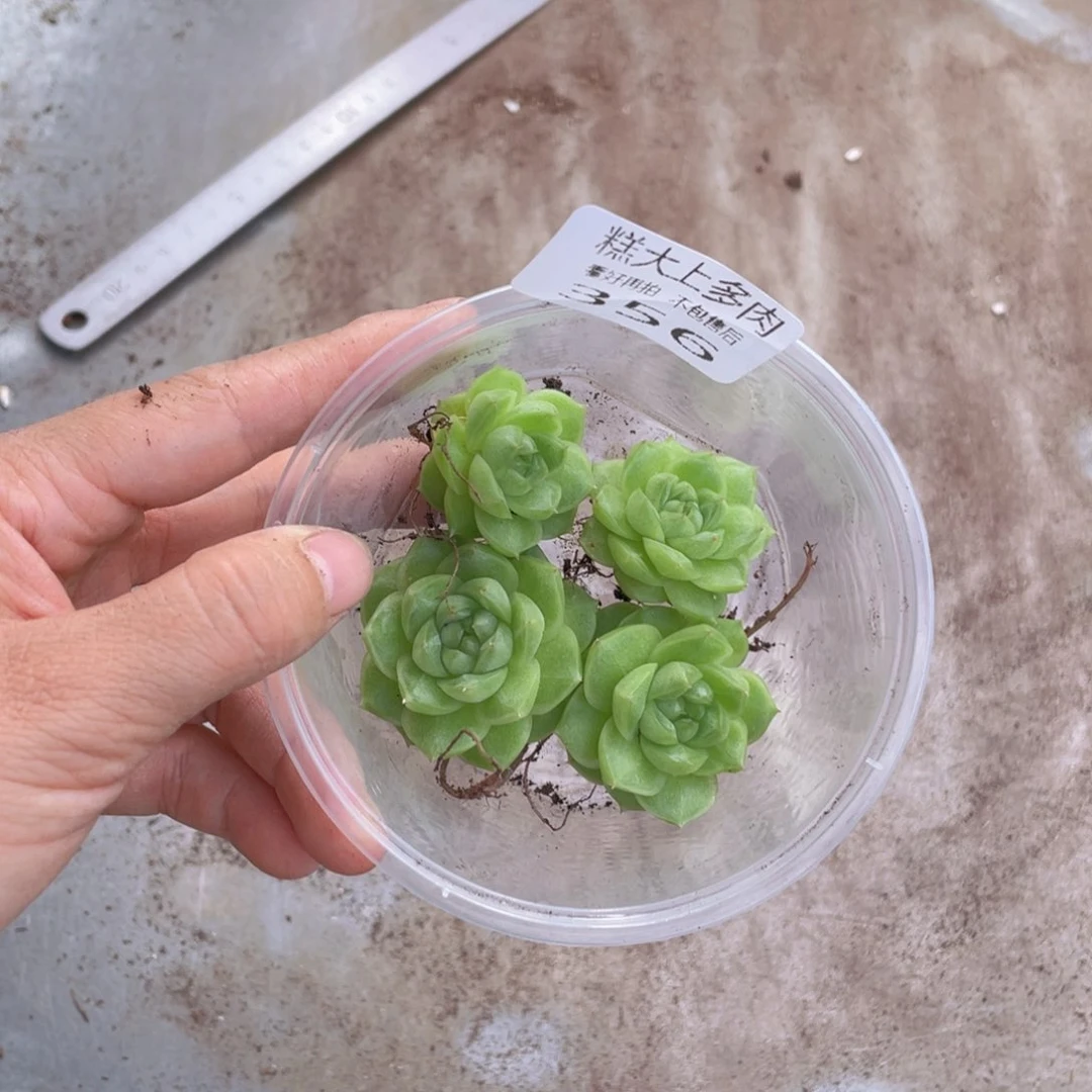 小***?糕大上多肉植物356