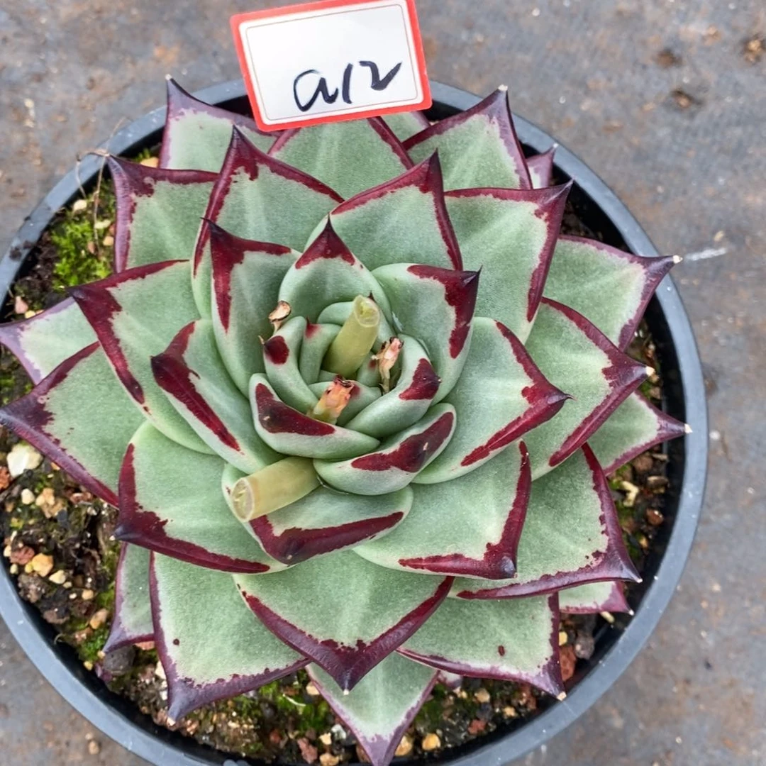 信*美乌福利赤兔a12