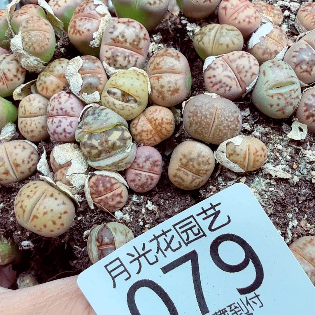 好了就给您说下079