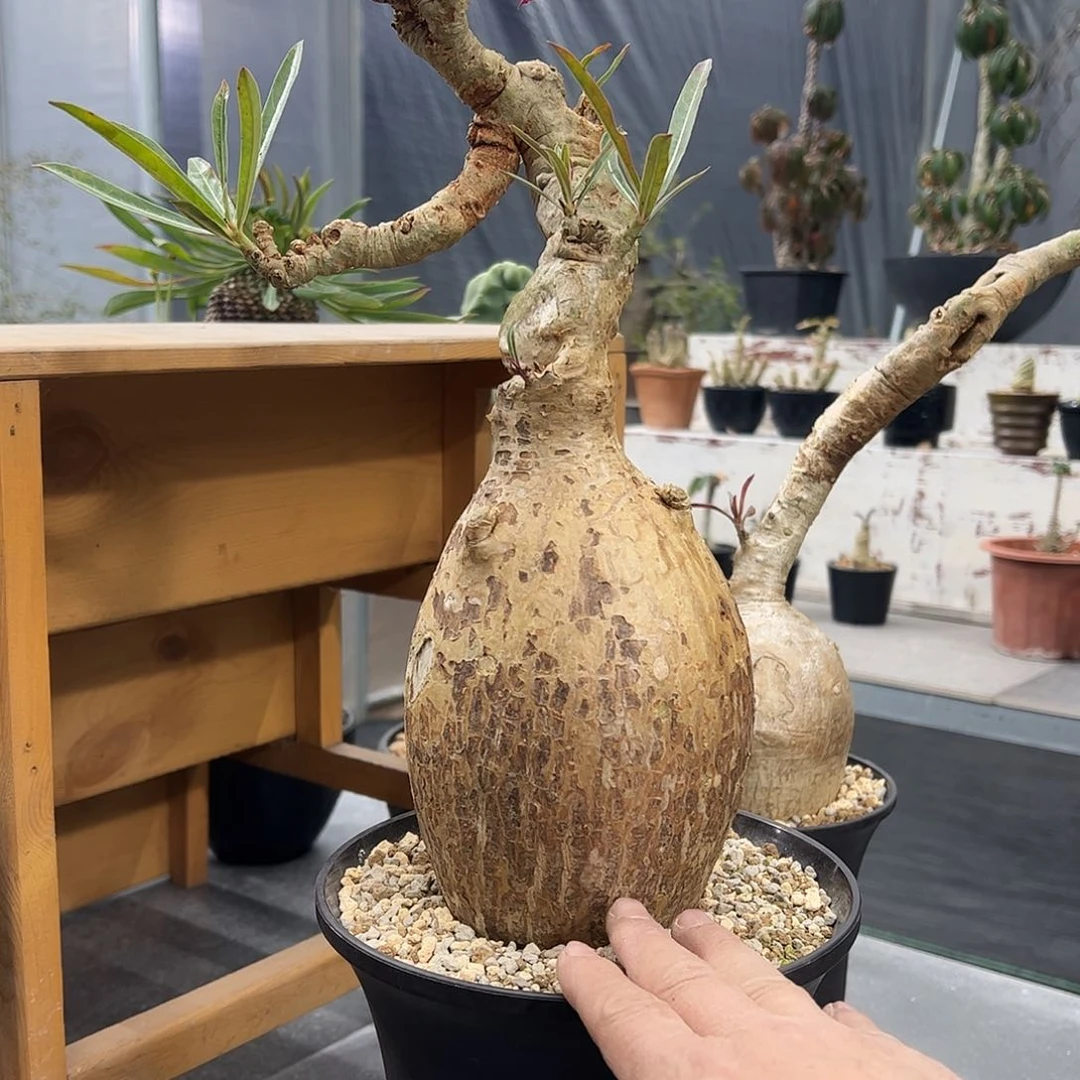 护*索马里沙玫8888888