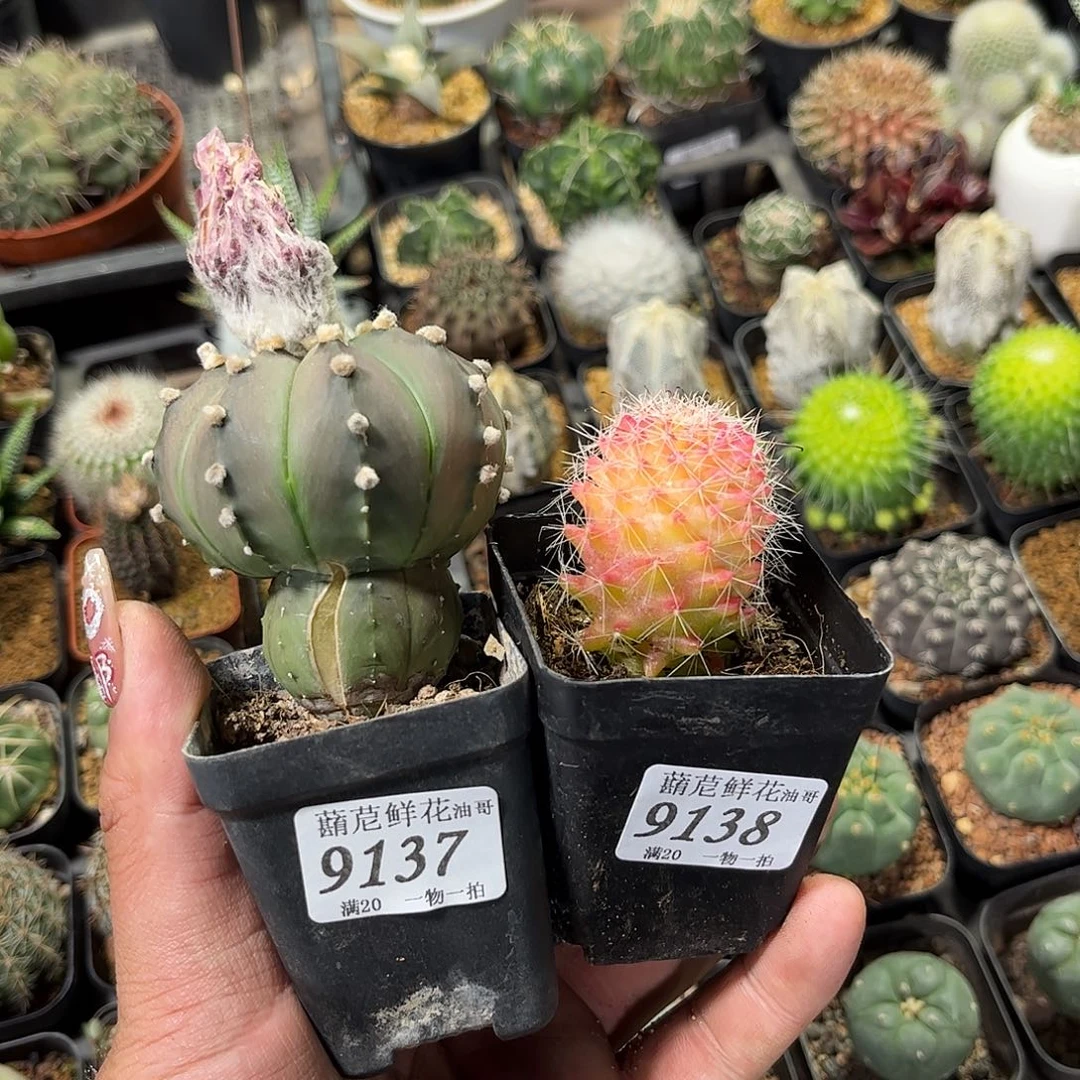 脉***女9137-38一物一拍单头发货
