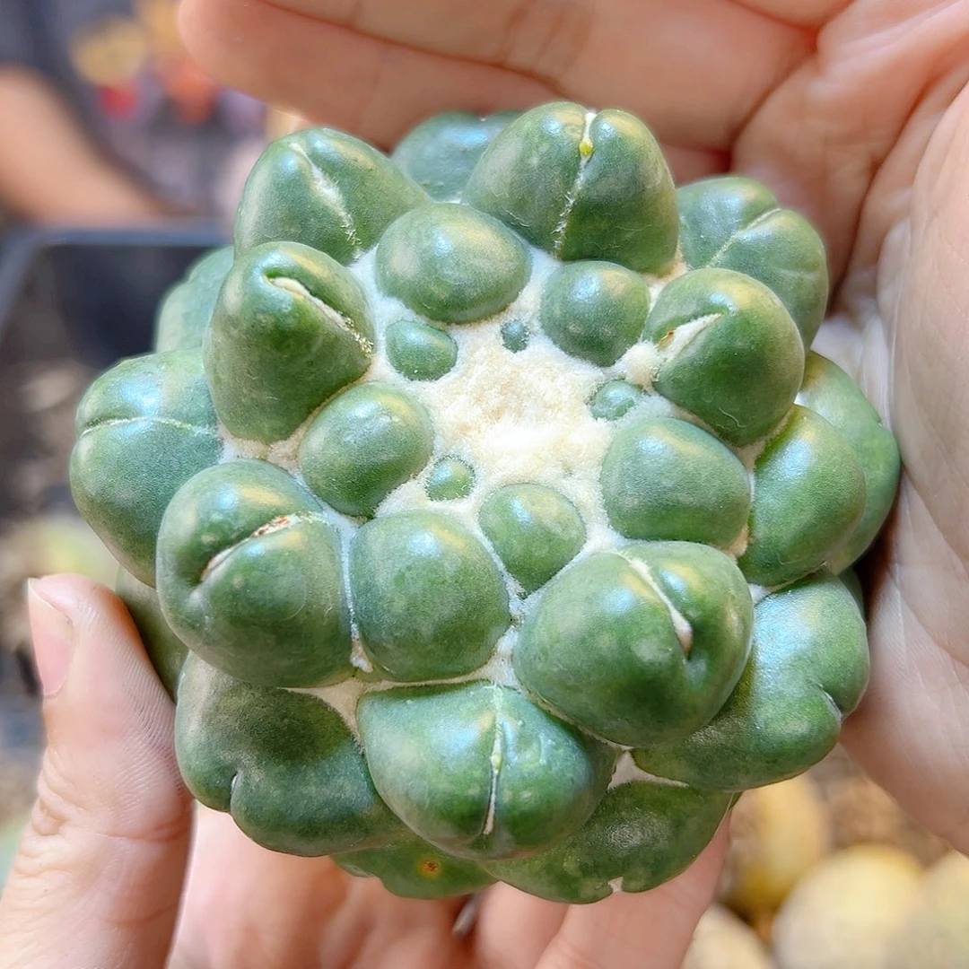 无刺象牙无根8公分