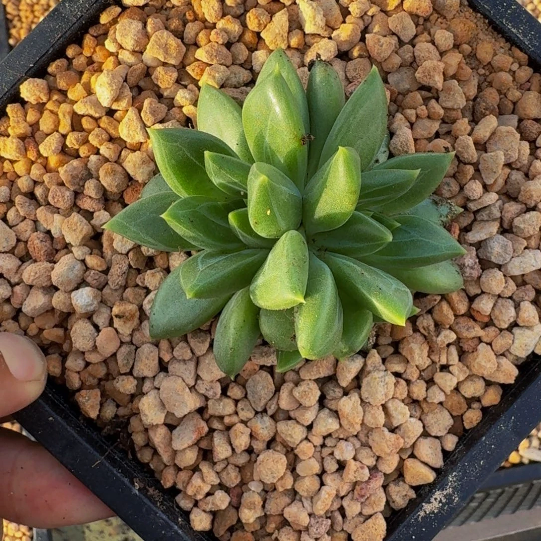 黄千手 双头   一物一拍