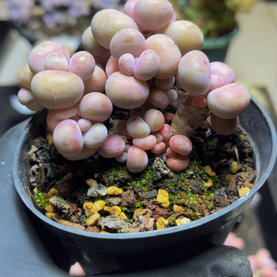 350桃蛋树（有砍带盆土）