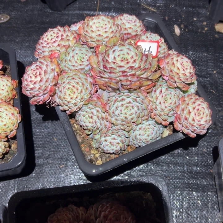 *****精品多肉植物老桩白胖子