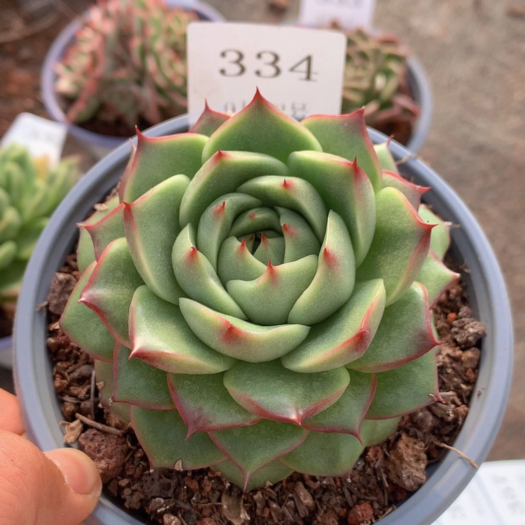 【闪购商品】云334号