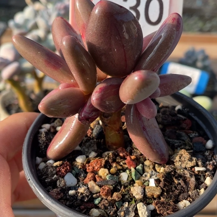 红手指红拉丝锦小树530号的多肉啊啊