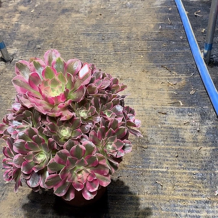 12，粉女郎1245677899990