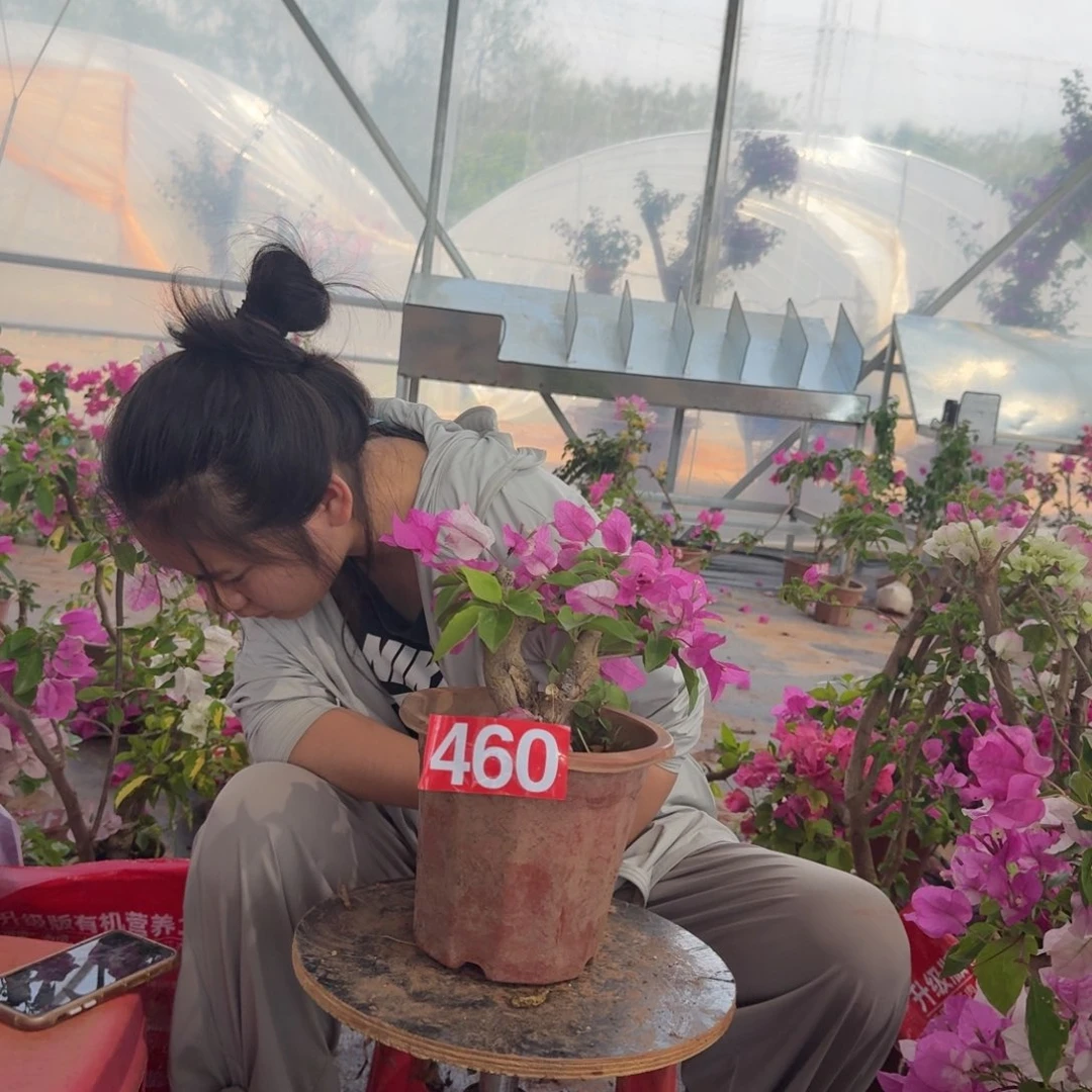 大部分花苞少量开放