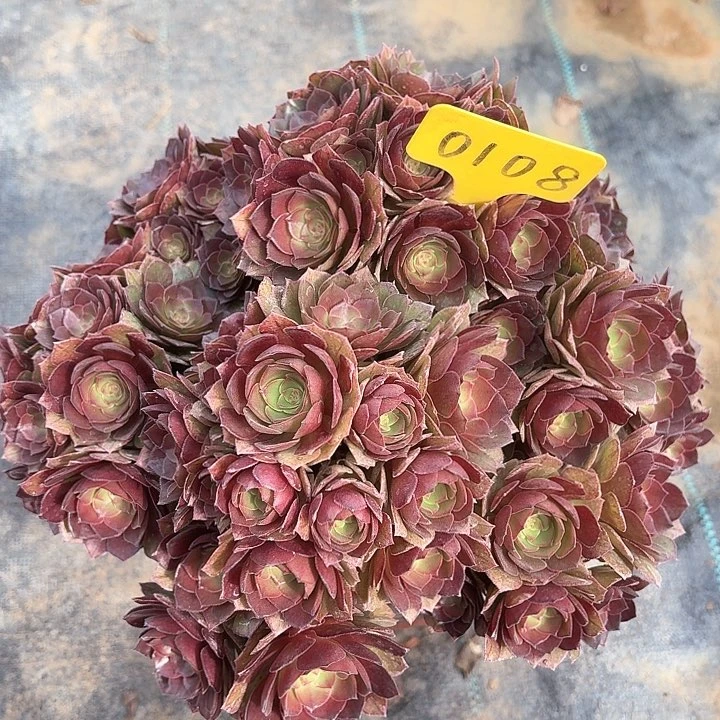 0108桃花石一物一拍