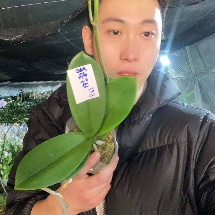 无花朵曼塔吉利蝴蝶兰