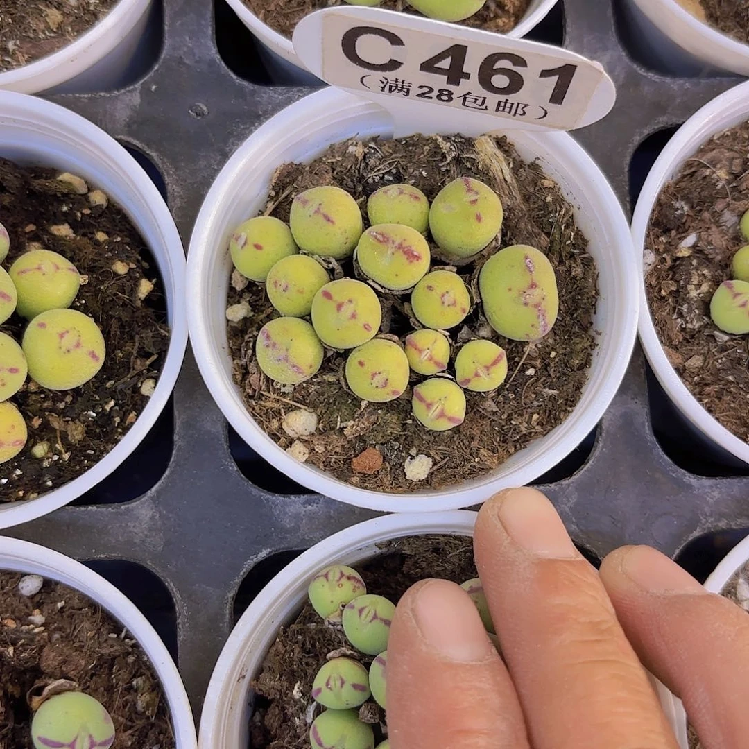 C461小熊猫一物一拍