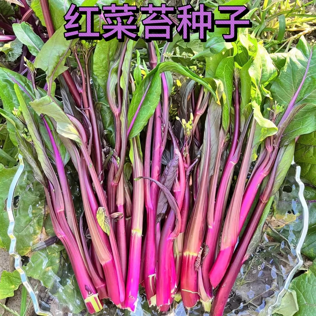 红菜苔种子紫菜苔高产清香甜嫩无丝四季种植lz