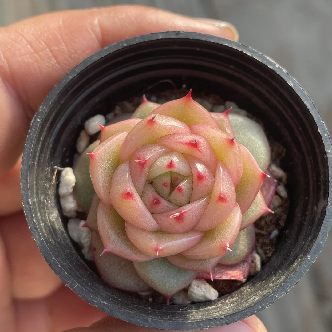 阳台懒人多肉正版玉玲珑多肉植物