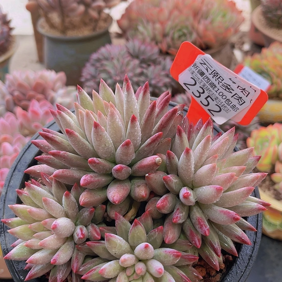 2352虞美人人多肉植物