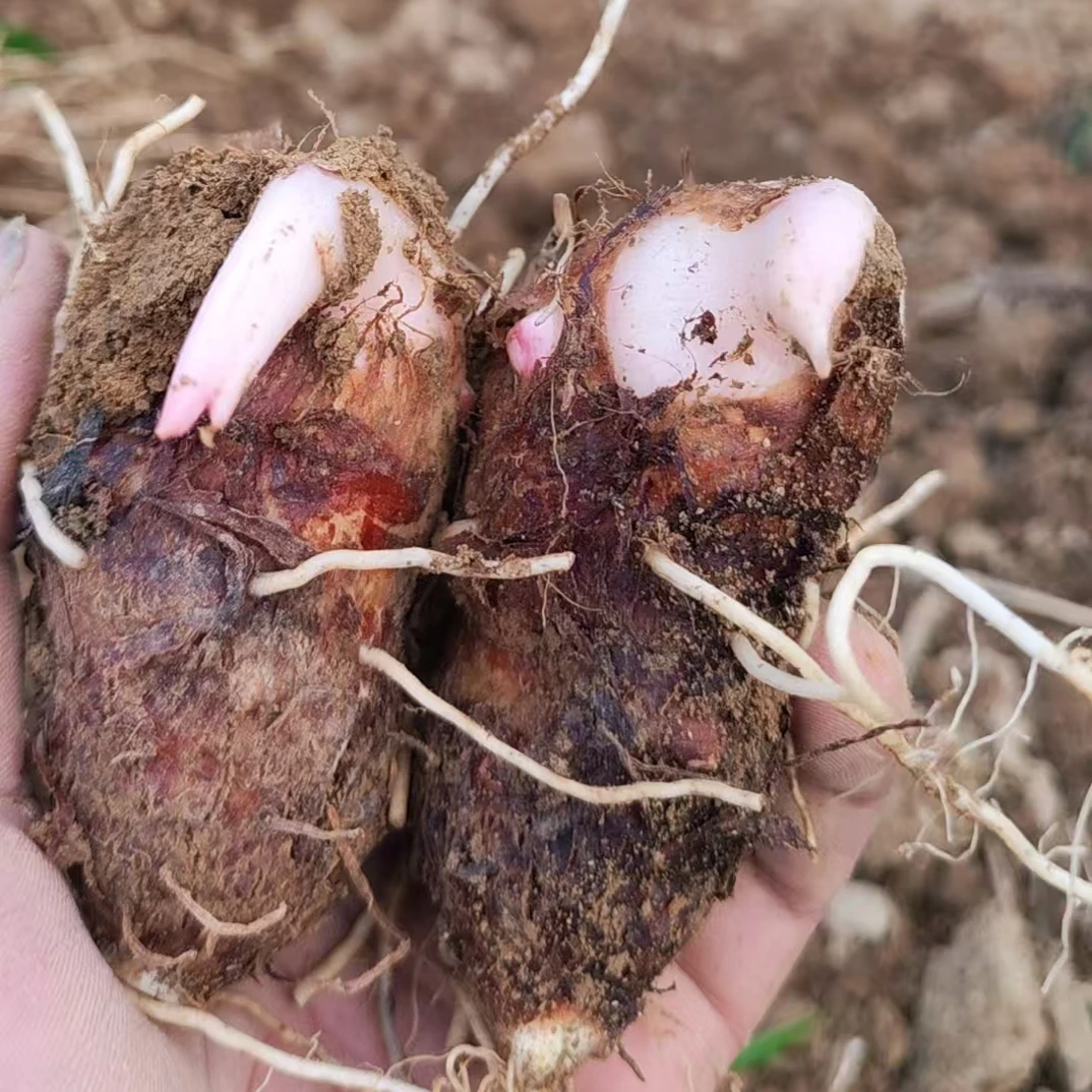 茶陵虎踞红头芋新鲜芋仔采摘 嫩滑可口 现挖现发
