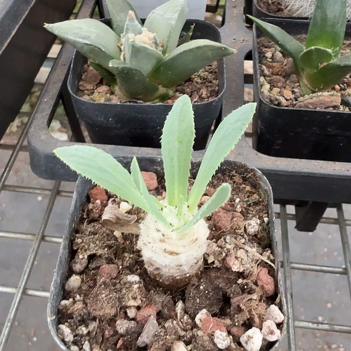 刨花厚顿菊1仙人球
