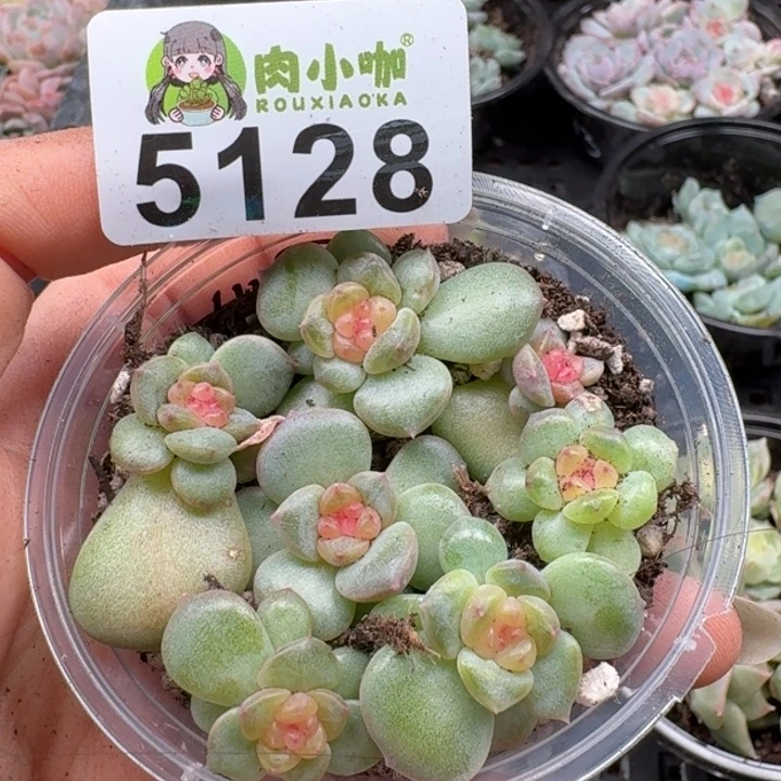 多肉植物多肉植物