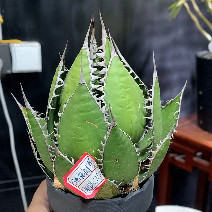 强密刺霍利达11111111111111