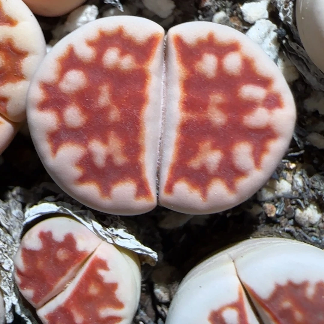 1.22，tp，，颜色艳红9040，