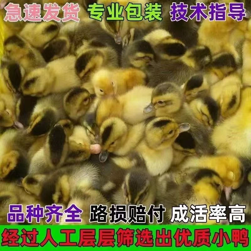 【顺丰多地次日达】宠物鸭大种麻鸭白黑番鸭高邮双黄蛋鸭产蛋鸭